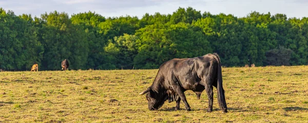 Velký černý býk — Stock fotografie