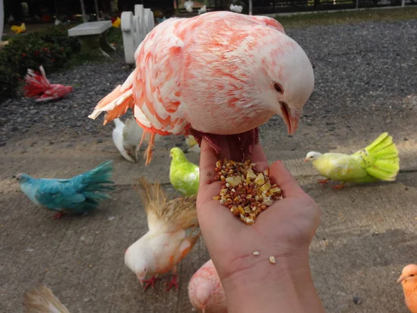 Pembe güvercin bir adamın elinden tahıl yiyor.