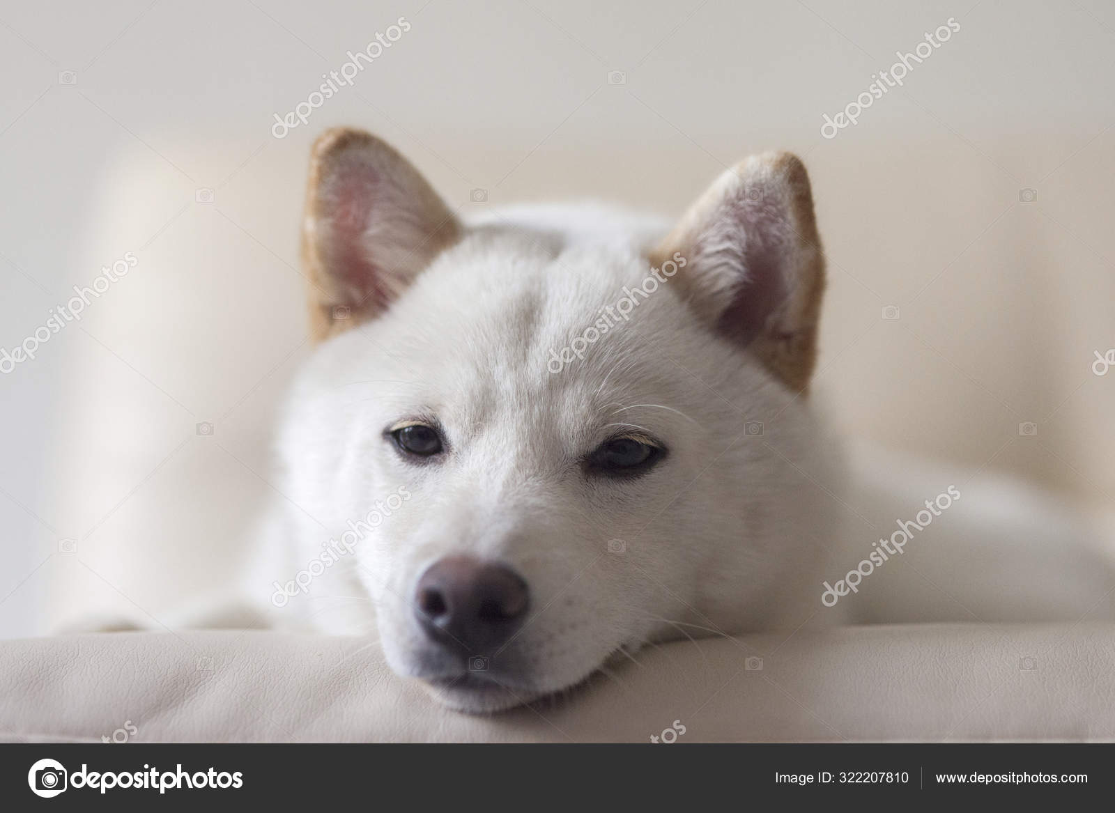 Weißer Shiba Inu Hund - Stockfotografie: lizenzfreie Fotos © Vorontsova-S  322207810 | Depositphotos