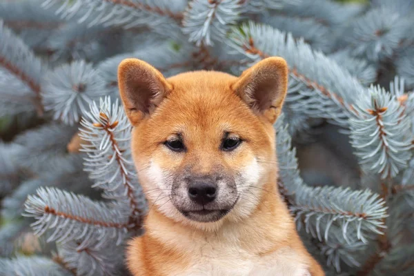 Shiba Inu Hond Rode Pup Een Achtergrond Van Sparren Takken — Stockfoto