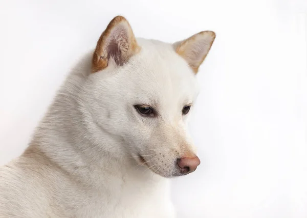 Witte Shiba Inu Hond Witte Achtergrond — Stockfoto