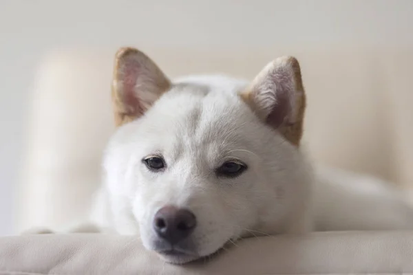 Beyaz shiba Inu köpek