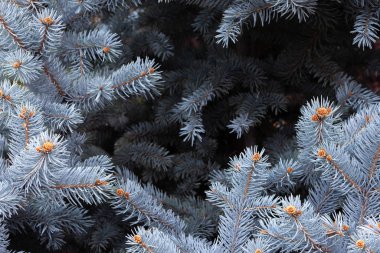 Kış dönemi. Mavi ladin dalları