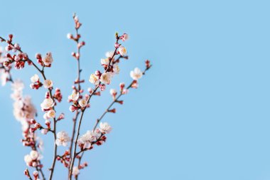 Mavi arka planda bahar çiçekleri. Çiçekli kayısı dalları. Boşluğu kopyala.