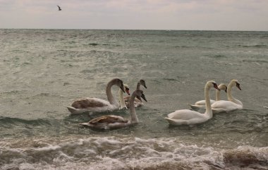 Beyaz ve gri kuğular denizde yüzer.