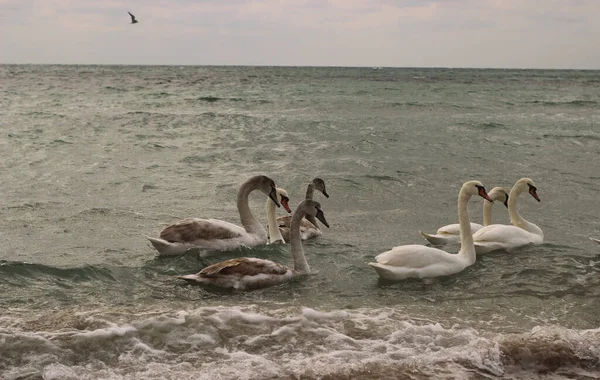 Beyaz ve gri kuğular denizde yüzer.