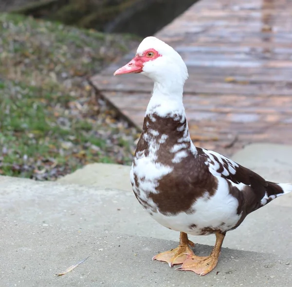 Duck spacery w pobliżu jeziora, w przyrodzie — Zdjęcie stockowe