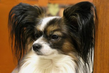 Kanepede oturan papillon köpek, portre.
