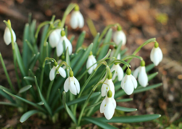 first spring flowers, selective focus, no person