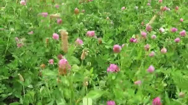 Polyanka Pink Clover Blooms Wind — Stock Video