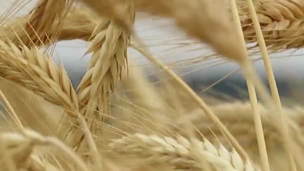 Wheat Flutters Wind Background Blurred — Stock Video
