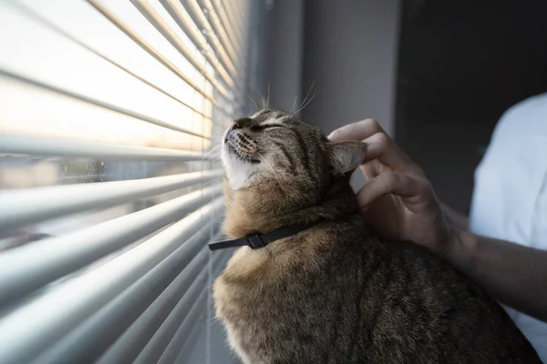 Kahverengi bir tekir kedi pencere pervazına oturur ve pencereden dışarı bakar. Erkek el hayvanı okşar. Gün batımı ışığı. Kişisel tecrit