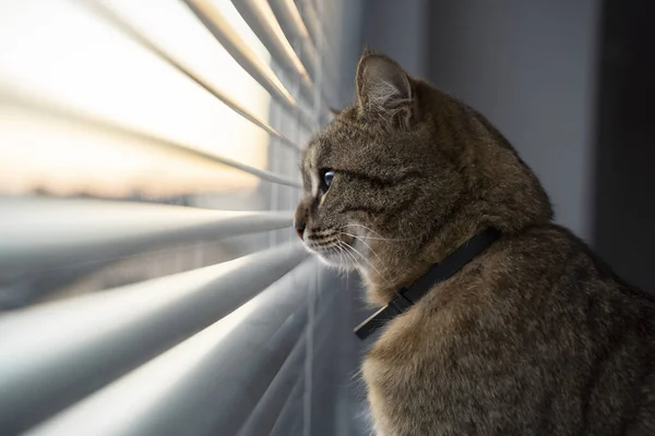 Kahverengi Bir Tekir Kedi Pencere Pervazına Oturur Pencereden Dışarı Bakar — Stok fotoğraf