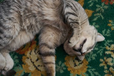        Evcil çizgili gri kedi bir halının üzerinde yatıyor. Uyuyan hayvan. İngiliz kedisi                        