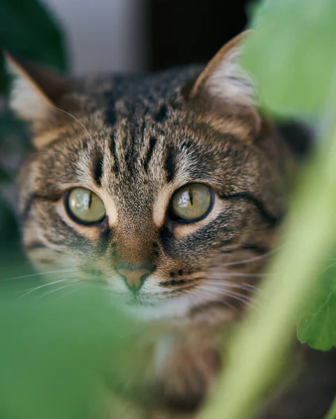 Carino Gatto Tabby Tra Fiori Animale Domestico Serra — Foto Stock