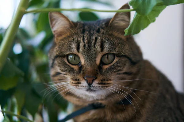 Niedliche Gestromte Katze Unter Den Blumen Haustier Gewächshaus — Stockfoto
