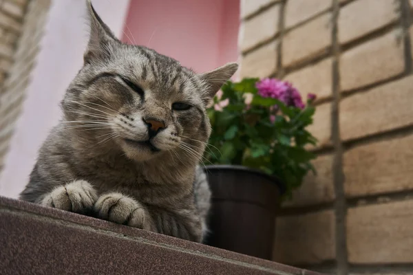 줄무늬 고양이가 잠자는 고양이 — 스톡 사진