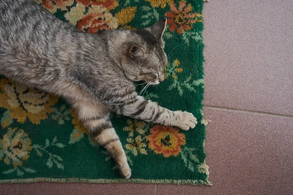 Kucing Abu Abu Domestik Bergaris Garis Terletak Karpet Hewan Peliharaan — Stok Foto