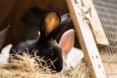 Tavşanlar bir kafeste bileşik yem çiğnerler. Ahşap barakalar. Kuru otların içindeki hayvanlar