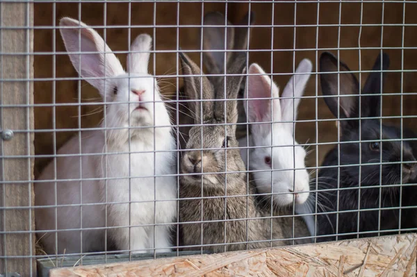 Rown Rabbit samanlı bir ele yaklaşıyor. Kafesteki hayvan yemi.