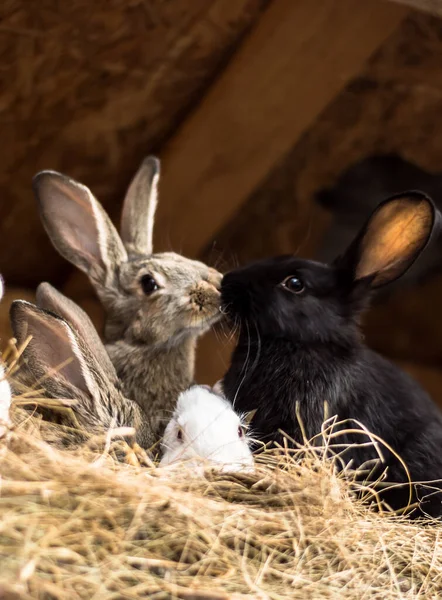 Konijnen Kauwen Mengvoeders Een Kooi Houten Schuren Dieren Droog Gras — Stockfoto