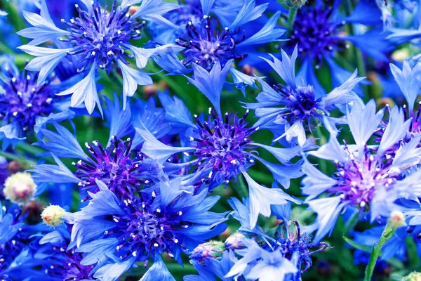 Blue closeup cornflowers, cornflower texture — Stock Photo, Image