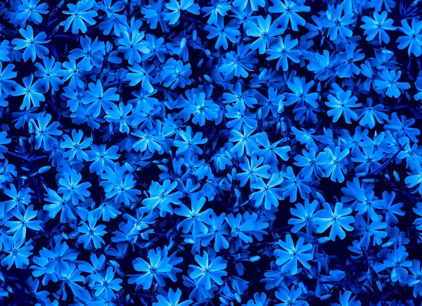 Blue dark small flowers close-up. Main color 2020 concept.