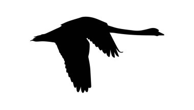 Beyaz arkaplanda kuşun silueti