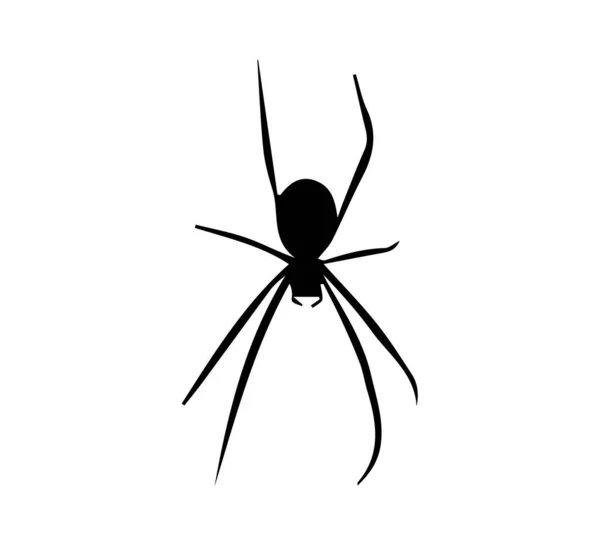 Tarantula Silhouette White Background — Stock Photo, Image