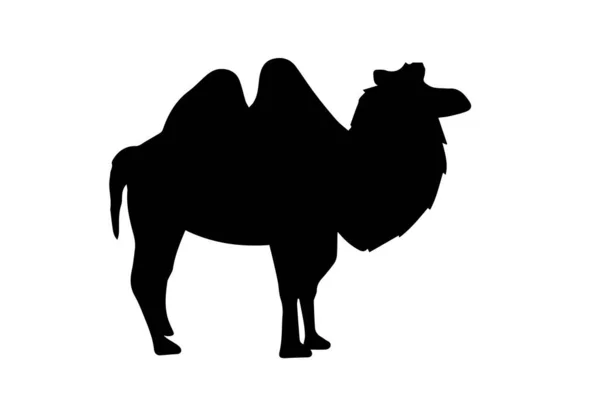 Silhueta Camelo Fundo Branco — Fotografia de Stock