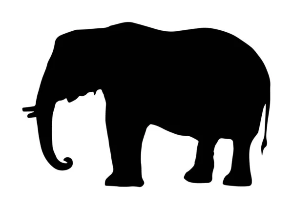 Silueta Elefante Sobre Fondo Blanco —  Fotos de Stock