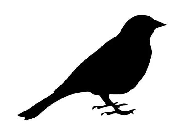 Silhouette Des Vogels Auf Weißem Hintergrund — Stockfoto