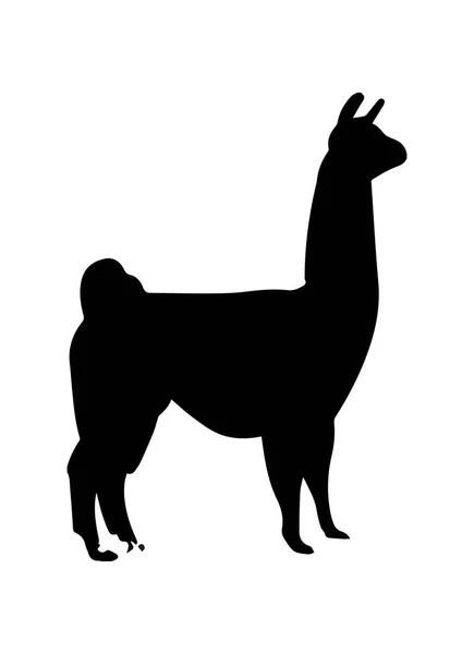 Silhouette Des Lamas Auf Weißem Hintergrund — Stockfoto