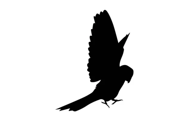 Silhouette Von Papagei Auf Weißem Hintergrund — Stockfoto