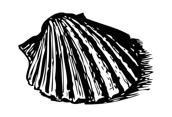 白色背景下贝壳的轮廓 — 图库照片