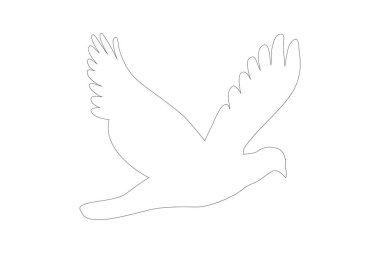 Beyaz arkaplanda beyaz güvercin