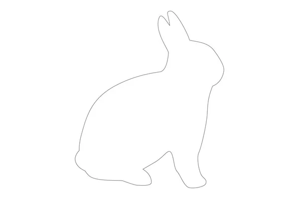 Lapin Blanc Sur Fond Blanc — Photo