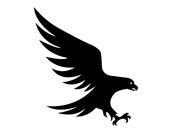 Schwarzer Falke Auf Weißem Hintergrund — Stockfoto