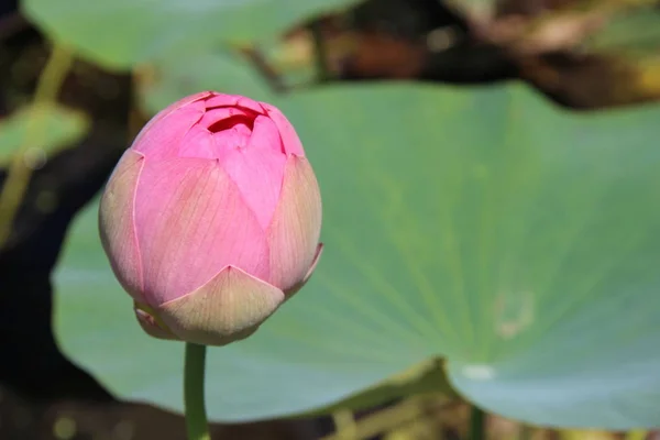 Flor Lótus Vale Lótus — Fotografia de Stock