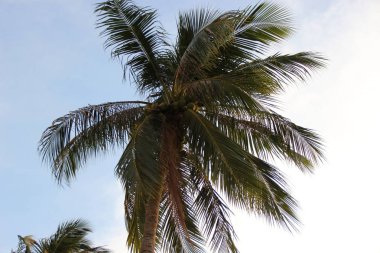 Metin ekran koruyucunuz - palmiye ağacı - için arkaplan görünümü