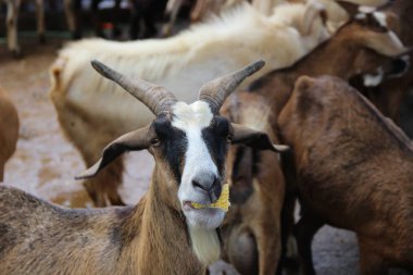 Hayvanat bahçesinde boynuzlu dağ keçisi