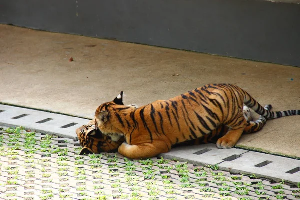 2 little tiger cubs play with each other in the zoo