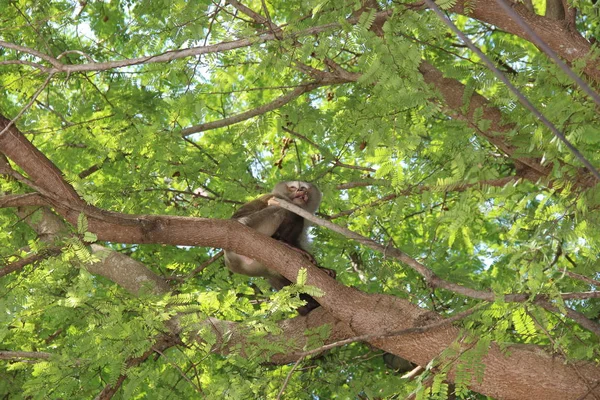 Ramo Uma Árvore Que Macaco Macaque Senta — Fotografia de Stock