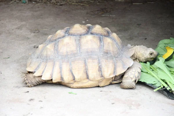Una Tartaruga Enorme Mangia Foglie Allo Zoo — Foto Stock