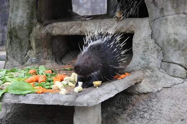 Svart Porcupine Djurparken — Stockfoto