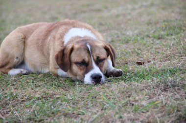 Avluda beyaz benekli küçük kahverengi bir köpek sonbaharda solmuş çimenlerin üzerinde uzanıyor.