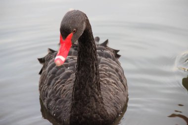 Parktaki bir gölde siyah bir kuğu yüzüyor.