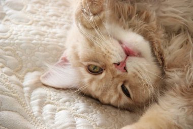 Beyaz-kırmızı (gümüş üzerine krema) kedi Maine Rakun kulaklarında püskülleri ile yatakta yatıyor ve dinleniyor