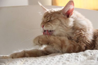 Beyaz ve kırmızı kedi Maine Rakunu yıkar