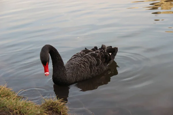 Ein Schwarzer Schwan Schwimmt Einem Teich Park — Stockfoto